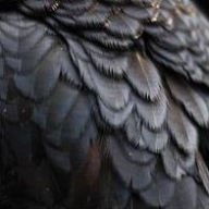BIRD 